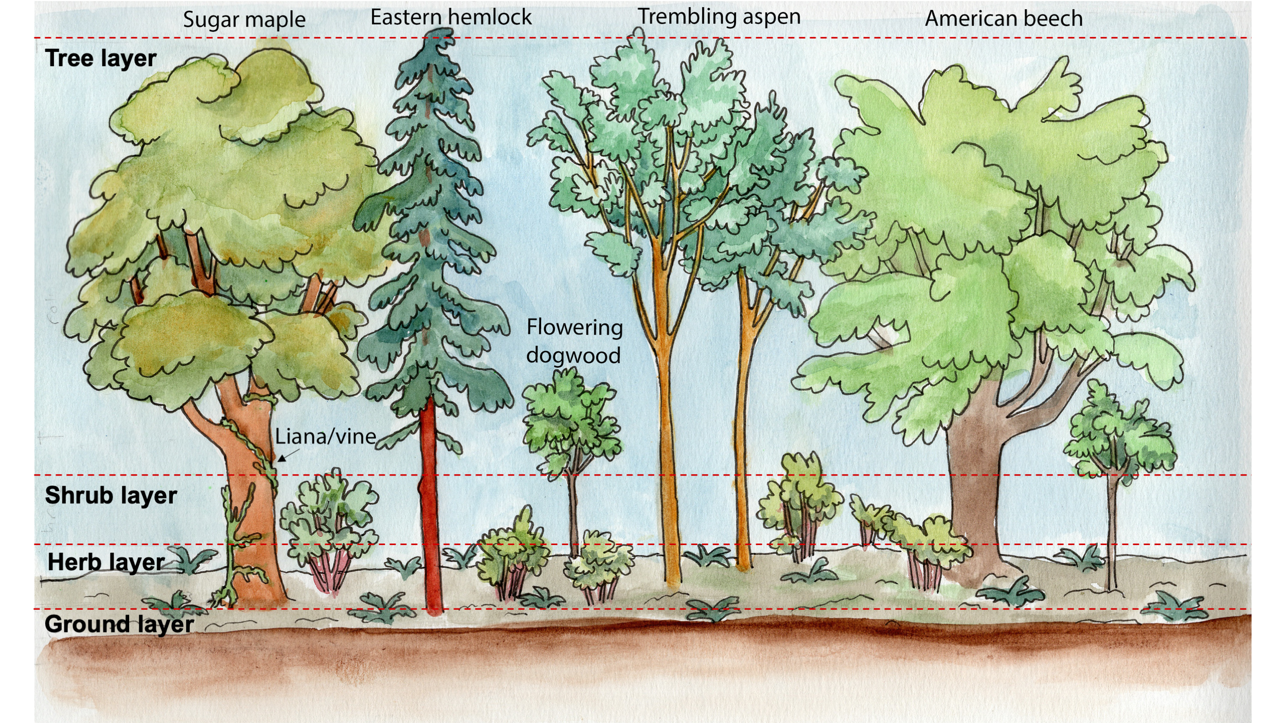 Figure-11.1-Eastern-Forest-Profile