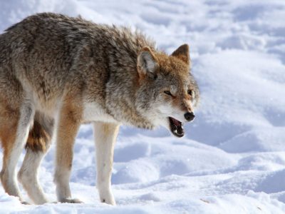 1280-587919200-coyote-howling