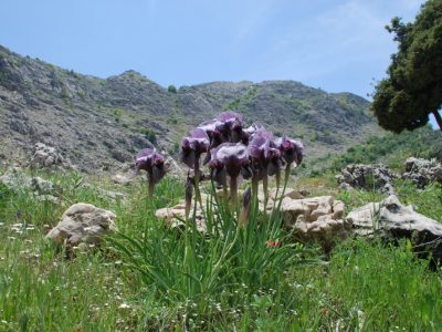 Iris sofarana keserwana, endemic to Lebanon. Mediterranean Basin Hotspot.