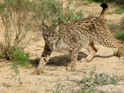 Lynx_pardinus