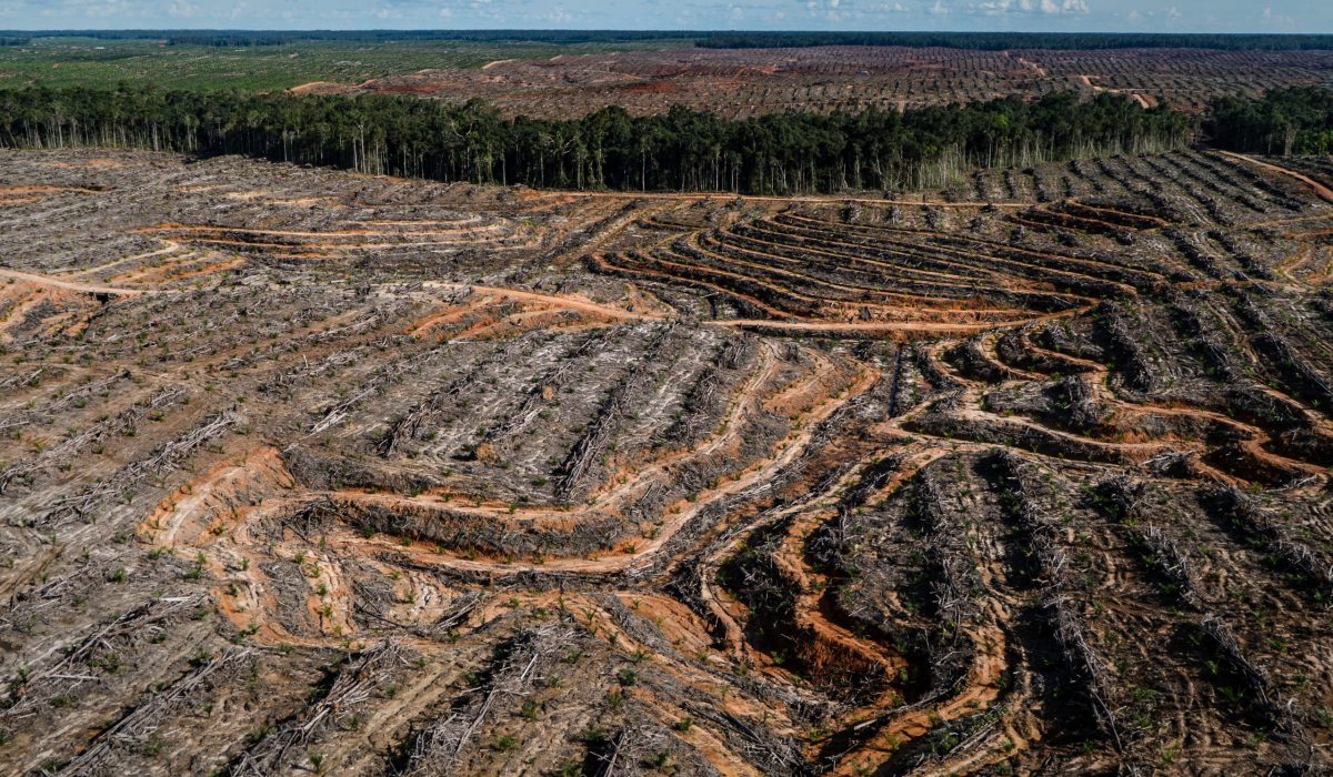 Documentation of landcover, forest clearance and plantation development in PT Megakarya Jaya Raya (PT MJR) oil palm concession, part of the Hayel Saeed Anam group which has a number of palm oil related interests including Pacific Inter-Link which controls HSA's palm oil refining and trading interests.