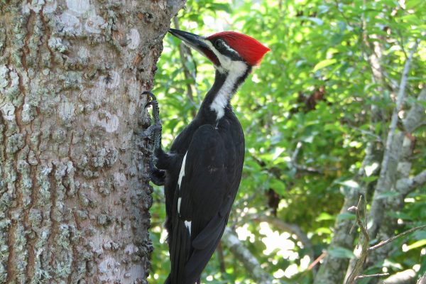 Pileated-woodpecker-released1