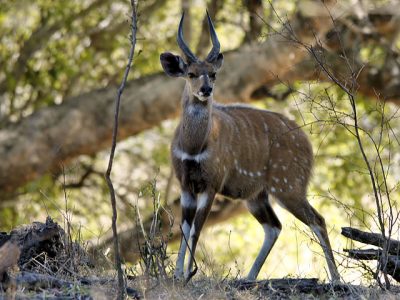 Tragelaphus_scriptus