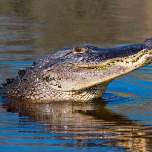 AMERICAN ALLIGATOR (Alligator mississippiensis) Myakka River State Park, Florida, USA. (Photo by: Avalon/Universal Images Group via Getty Images)