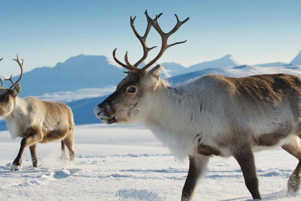 animals_hero_reindeer