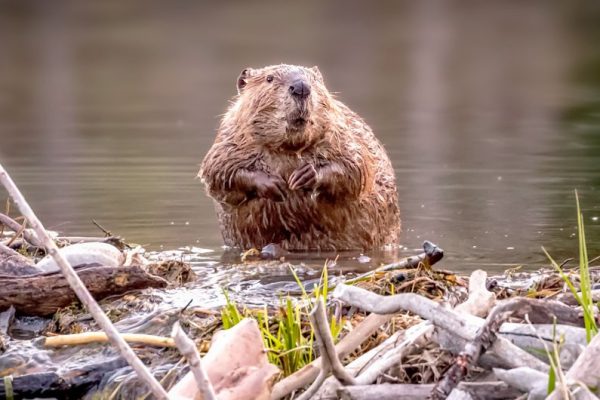 beaver-on-a-dam-a8b6a12