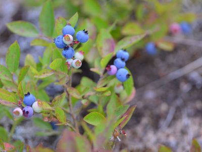 blueberries_original