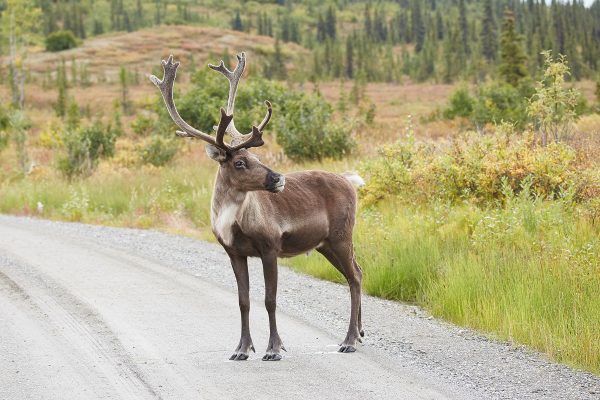 caribou-facts