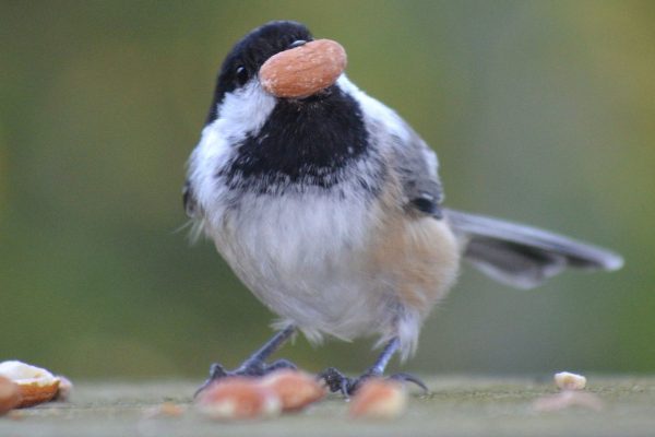 chickadee-peanut-576303673df78c98dc62966e