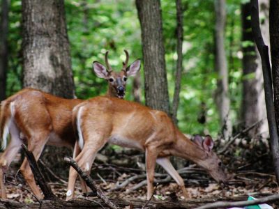 forest-wildlife-deer-mammal-fauna-vertebrate-woodland-elk-white-tailed-deer-15274