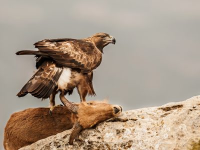 hide_pl_golden_eagle_aguila_real_aguila_daurada_01