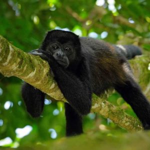 howler-monkey