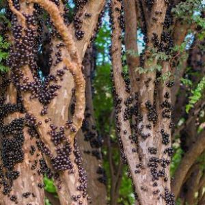 mob-jabuticabas-tree-brazilian-berry