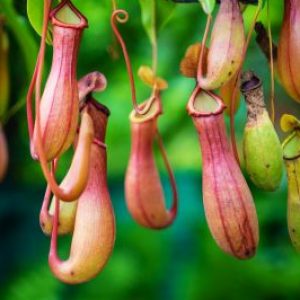 mob-nepenthes-monkey-cups