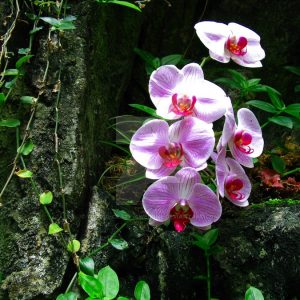orchids_tree_equals_harmony_by_wicked_crazy_awesome-d2u3jd6