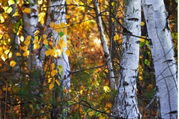 paper-birch-hardwood_1