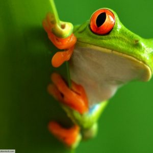 red-eyed-tree-frog-rainforest-animal-1024x731