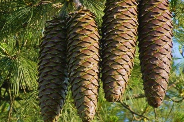 sugarpine-cones