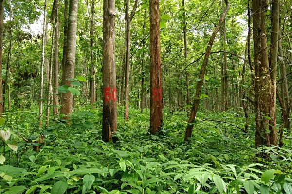 thailand-teak-trees