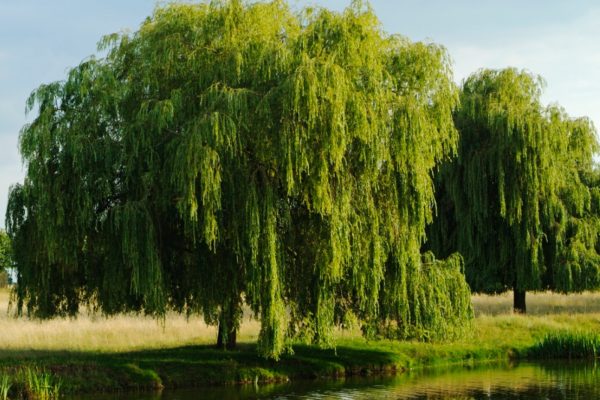weeping-willow-tree