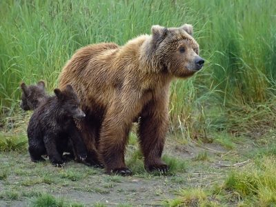 wildlife-grizzly-bear-6-british-columbia